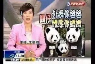 新闻爆料熊猫哥视频大全,揭秘网络红人熊猫哥的多面魅力  第1张